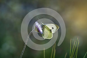 Close up photography European Large Cabbage White butterfly , Pieris brassicae