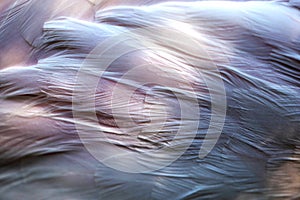 Close-up photography of flamingo feathers