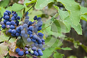 Close up Photography of Mahonia aquifolium Oregon Grapes photo