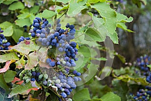 Close up Photography of Mahonia aquifolium Oregon Grapes photo