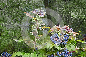 Close up Photography of Mahonia aquifolium Oregon Grapes photo