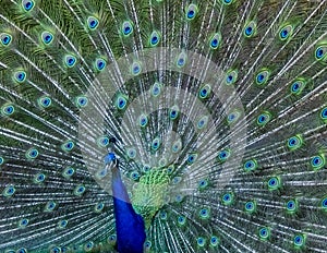 Colorato maschio pavone schermo piume 
