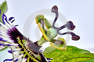 Close up photography of Passiflora Caerulea flower