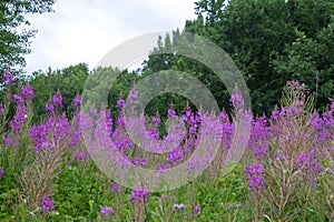 Close up Photography of Purple Loosestrife photo