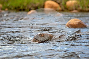 Close-up photography of  river rocks II