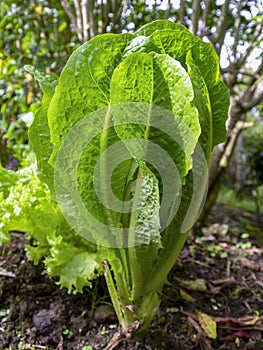 Close-up photography of a Roman lettuce plant