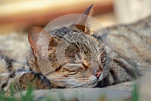 Close-up photography of sleeping domestic cat III