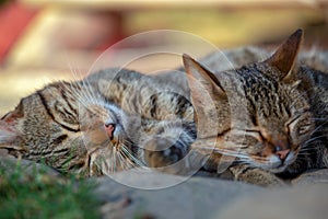 Close-up photography of sleeping domestic cat IV