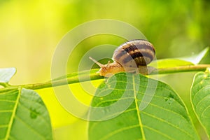 Close up photography of snail in nature