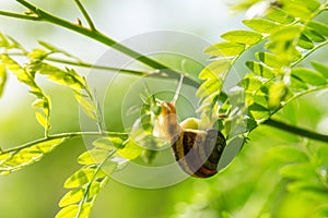 Close up photography of snail in nature