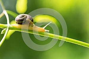 Close up photography of snail in nature