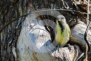 bird fledgeling hollow nature environment pollution