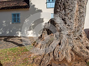 Close-up photography of a very old root of a tree
