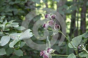 Close up Photography of Woolly Burdock, Arctium tomentosum photo