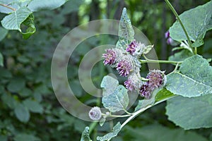 Close up Photography of Woolly Burdock, Arctium tomentosum photo