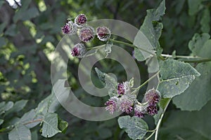 Close up Photography of Woolly Burdock, Arctium tomentosum photo