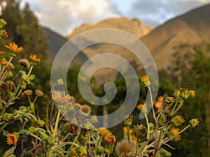 Close-up photography of the yellow flowers of the erato vulcanica