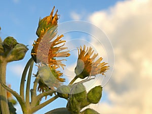 Close-up photography of the yellow flowers of the erato vulcanica tree against the sky at sunset photo