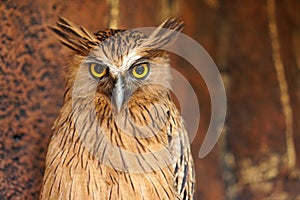 Close up photos of Big Brown Owl