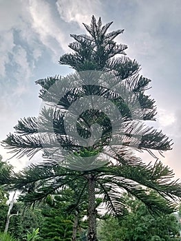 close-up photos of cedar trees in the afternoon