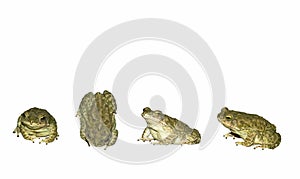 Close up photos of a common toad