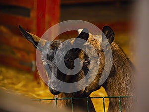 Close-up photos of goats with passion faces at the corral of farm. Lovely couple little black and brown goats. Love and