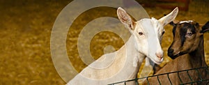 Close-up photos of goats with passion faces at the corral of farm. Lovely couple little white and brown goats. Love and