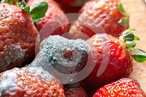 close up photos of moldy strawberries. Food waste is a big issue