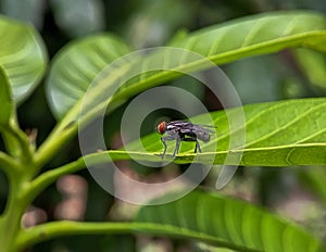 Close up photos of Muscomorpha perched on a green leaf