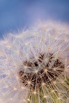 Close-up photot of Seeds of fluffy dandelion flower, covered by dew drops. Abstract natural background
