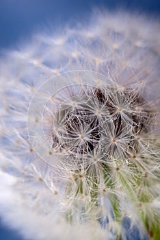 Close-up photot of Seeds of fluffy dandelion flower, covered by dew drops. Abstract natural background