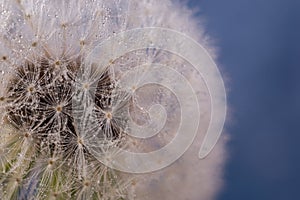 Close-up photot of Seeds of fluffy dandelion flower, covered by dew drops. Abstract natural background