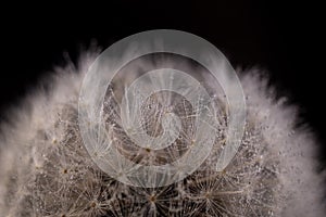 Close-up photot of Seeds of fluffy dandelion flower, covered by dew drops. Abstract natural background