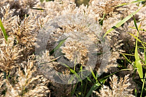 Close-up of a Phragmites Australis reed photo