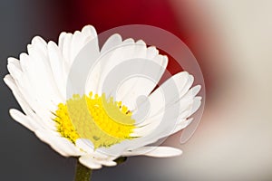 Close-up phto of a white and yellow flower in spring season