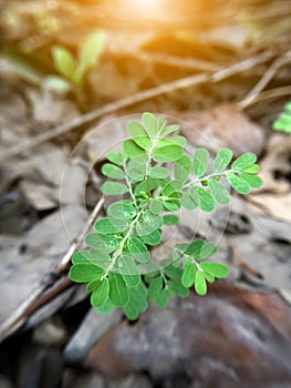 Close up Phyllanthus amarus plant in nature garden