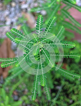 Close up Phyllanthus niruri herb plant and other name, Seed-under-leaf, Phyllanthus amarus Schumach & Thonn, Egg Woman,