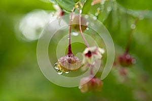 Close up Phyllanthus pulcher flower