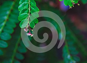 Close up Phyllanthus pulcher wall red herbal flower hanging under leaves in rows