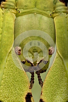 Close-up of Phyllium giganteum, leaf insect walking leave photo