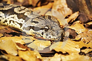 Close up of a phyton in the foliage.