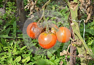 Close up on phytophthora infestans is an oomycete that causes the serious tomatoes disease known as late blight photo