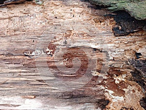 Close up pice of wood texture