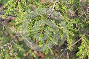 Close Up Picea Abies Tree At Amsterdam The Netherlands 8-3-2024