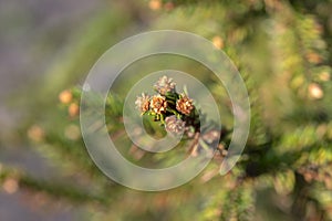Close Up Picea Abies Tree At Amsterdam The Netherlands 21-3-2022