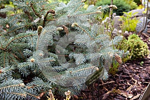 Close up of picea pungens Hermann Naue is flat-topped, bushy selection of Colorado spruce. Ð¢ice shade of Blue color.