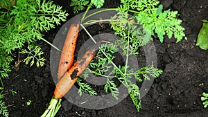 Close-up of picking fresh harvest of carrots. Vegetable crops grown on the plantation. Carrots are picked in the garden. Crops and