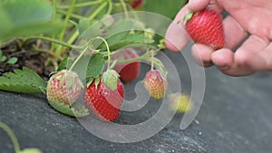 Close up of picking strawberry on the farm