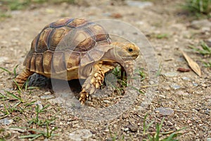 Close-up picture of African spurred tortoise Centrochelys sulcata