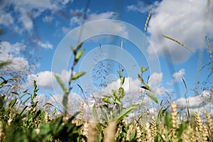 Close-up picture of beautiful field landscape with blue sky and white clouds and yellow and green stalks of wheat rye barley.